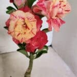 ENXERTO 12512 – 20cm (cor LM 582)