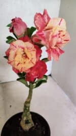 ENXERTO 12512 – 20cm (cor LM 582)