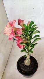 ENXERTO 12512 – 20cm (cor LM 582) - Imagem 7