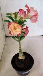 ENXERTO 12512 – 20cm (cor LM 582) - Imagem 6