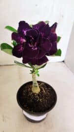 ENXERTO 12513 – 20cm (cor LM 916) - Imagem 2