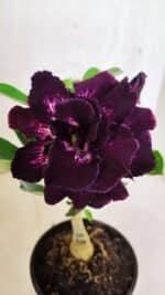 ENXERTO 12513 – 20cm (cor LM 916)