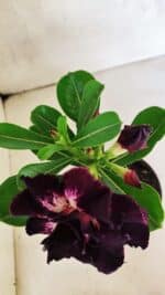 ENXERTO 12513 – 20cm (cor LM 916) - Imagem 4