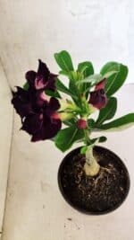 ENXERTO 12513 – 20cm (cor LM 916) - Imagem 5