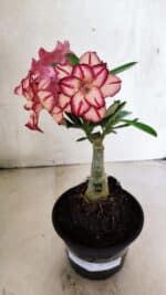 ENXERTO 12514 – 20cm (cor LM 914) - Imagem 2