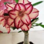 ENXERTO 12514 – 20cm (cor LM 914)