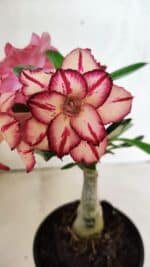 ENXERTO 12514 – 20cm (cor LM 914)