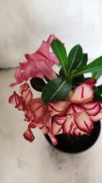 ENXERTO 12514 – 20cm (cor LM 914) - Imagem 8