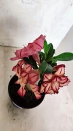 ENXERTO 12514 – 20cm (cor LM 914) - Imagem 4