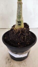 ENXERTO 12514 – 20cm (cor LM 914) - Imagem 7