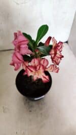 ENXERTO 12514 – 20cm (cor LM 914) - Imagem 6