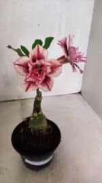 ENXERTO 12515 – 20cm (cor LM 964) - Imagem 2