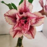 ENXERTO 12515 – 20cm (cor LM 964)