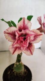 ENXERTO 12515 – 20cm (cor LM 964)