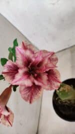 ENXERTO 12515 – 20cm (cor LM 964) - Imagem 5