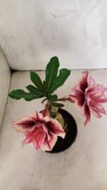 ENXERTO 12515 – 20cm (cor LM 964) - Imagem 6