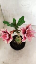 ENXERTO 12515 – 20cm (cor LM 964) - Imagem 4