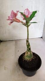 ENXERTO 12515 – 20cm (cor LM 964) - Imagem 7