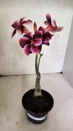 ENXERTO 12516 – 20cm (cor LM 499) - Imagem 2