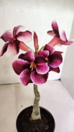 ENXERTO 12516 – 20cm (cor LM 499)