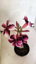 ENXERTO 12516 – 20cm (cor LM 499) - Imagem 4