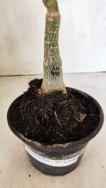 ENXERTO 12516 – 20cm (cor LM 499) - Imagem 6