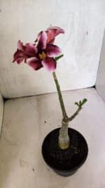 ENXERTO 12516 – 20cm (cor LM 499) - Imagem 5