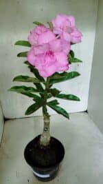 ENXERTO 12517 – 30cm (cor LM 08) - Imagem 2