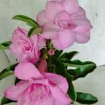 ENXERTO 12517 – 30cm (cor LM 08)