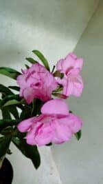 ENXERTO 12517 – 30cm (cor LM 08) - Imagem 5