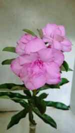 ENXERTO 12517 – 30cm (cor LM 08) - Imagem 4