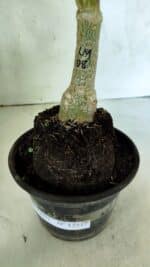 ENXERTO 12517 – 30cm (cor LM 08) - Imagem 8