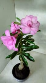 ENXERTO 12517 – 30cm (cor LM 08) - Imagem 6