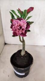 ENXERTO 12518 – 20cm (cor LM 976) - Imagem 2