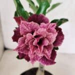 ENXERTO 12518 – 20cm (cor LM 976)