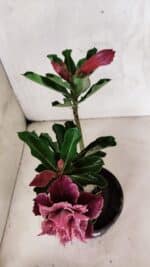 ENXERTO 12518 – 20cm (cor LM 976) - Imagem 4