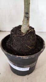 ENXERTO 12518 – 20cm (cor LM 976) - Imagem 7