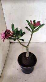 ENXERTO 12518 – 20cm (cor LM 976) - Imagem 6