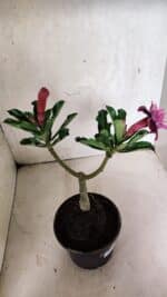 ENXERTO 12518 – 20cm (cor LM 976) - Imagem 5