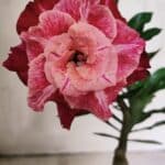 ENXERTO 12519 – 20cm (cor LM 913)