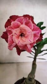 ENXERTO 12519 – 20cm (cor LM 913)