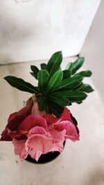 ENXERTO 12519 – 20cm (cor LM 913) - Imagem 4