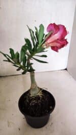 ENXERTO 12519 – 20cm (cor LM 913) - Imagem 5