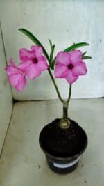 ENXERTO 12520 – 20cm (cor LM 512)