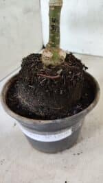 ENXERTO 12520 – 20cm (cor LM 512) - Imagem 6