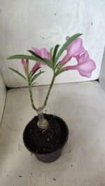 ENXERTO 12520 – 20cm (cor LM 512) - Imagem 5