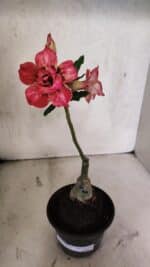 ENXERTO 12521 – 20cm (cor LM 926) - Imagem 2