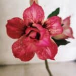 ENXERTO 12521 – 20cm (cor LM 926)