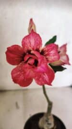 ENXERTO 12521 – 20cm (cor LM 926)