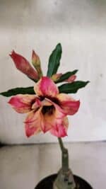 ENXERTO 12521 – 20cm (cor LM 926) - Imagem 5